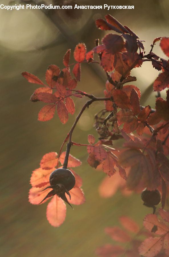 Blossom, Cherry Blossom, Flower, Flora, Geranium, Plant, Maple