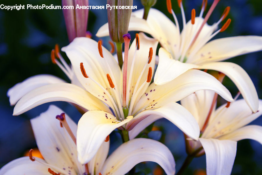 Flora, Flower, Lily, Plant, Pollen, Anther, Petal
