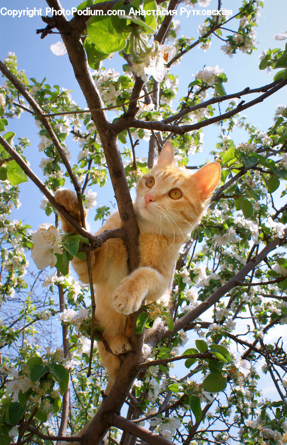 Abyssinian, Animal, Cat, Mammal, Pet, Blossom, Flora