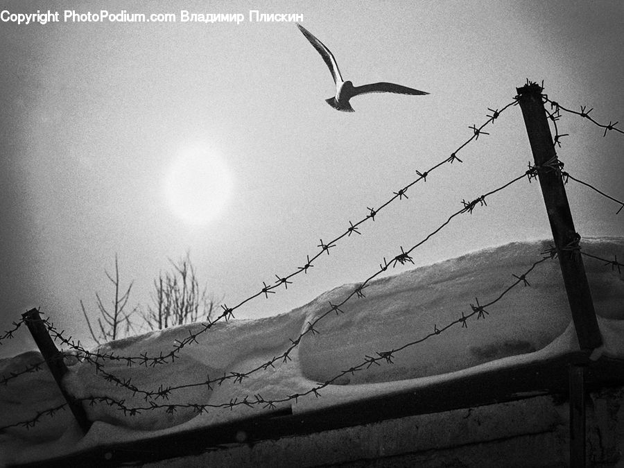 Wire, Bird, Seagull, Albatross, Booby, Silhouette, Pelican