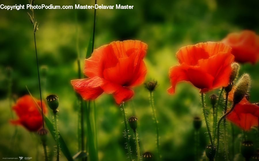 Blossom, Flora, Flower, Plant, Poppy, Tulip, Geranium