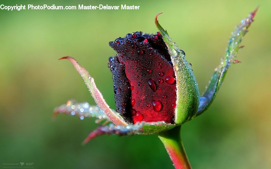 Invertebrate, Worm, Bud, Plant, Blossom, Flora, Flower