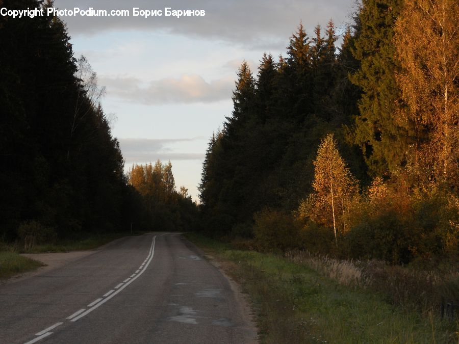 Dirt Road, Gravel, Road, Freeway, Highway, Conifer, Fir