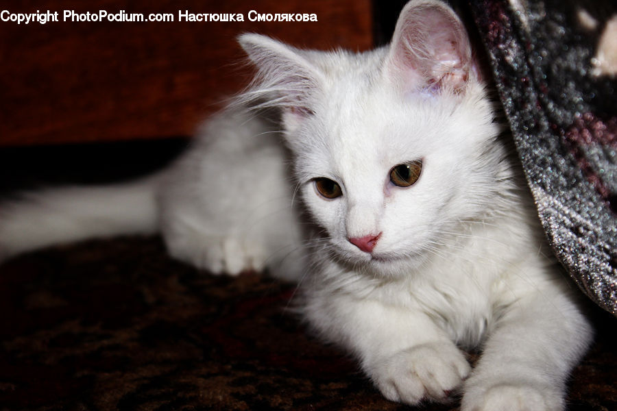 Animal, Cat, Kitten, Mammal, Pet, Manx, Siamese