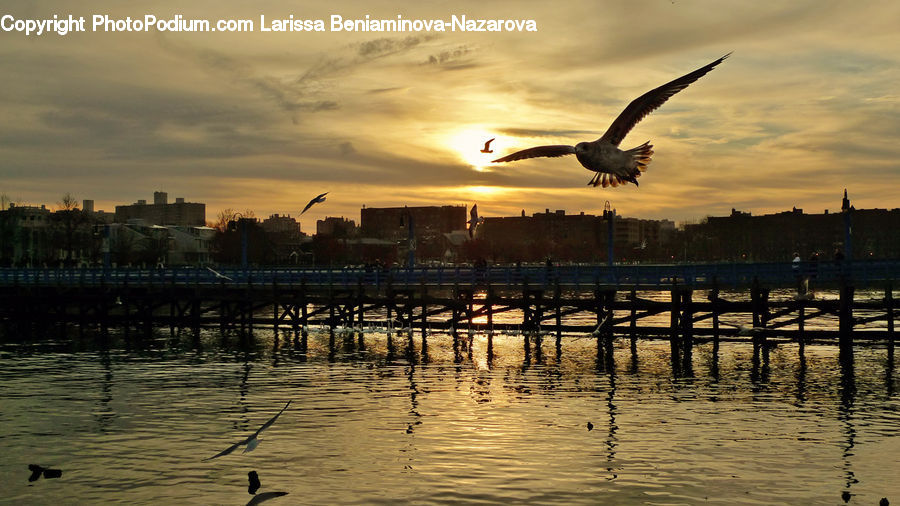 Bird, Seagull, Bench, Crane Bird, Heron, Eagle, Outdoors