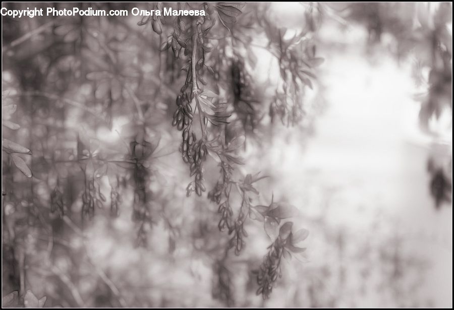 Grass, Plant, Reed, Tree, Conifer, Fir, Forest