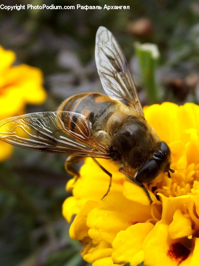 Bee, Insect, Invertebrate, Flora, Pollen, Andrena, Apidae