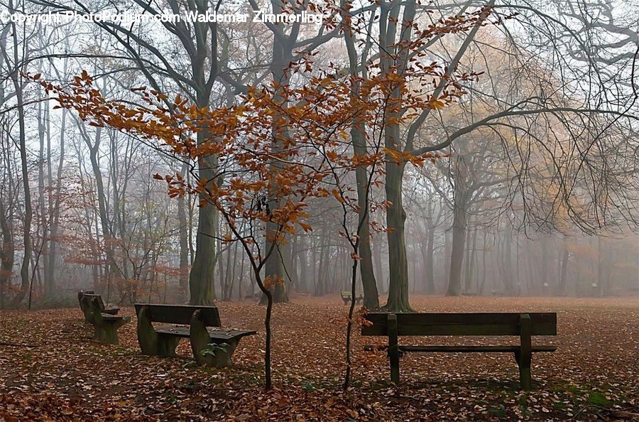 Bench, Forest, Grove, Land, Plant, Tree, Chair