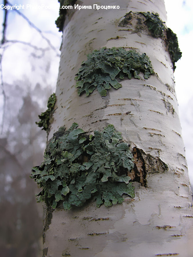 Birch, Tree, Wood, Ivy, Plant, Vine, Tree Trunk