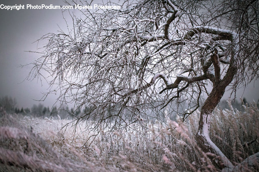 Frost, Ice, Outdoors, Snow, Plant, Tree, Landscape