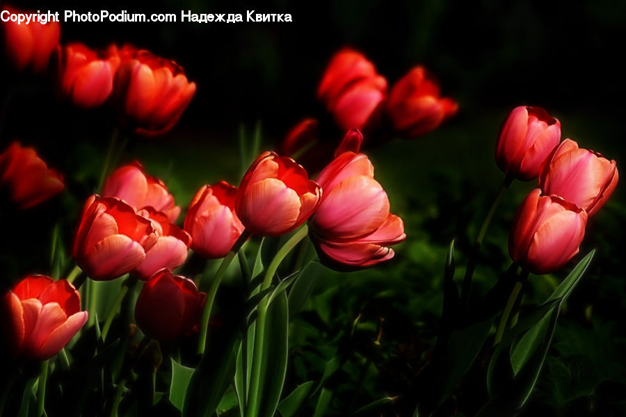 Blossom, Flora, Flower, Plant, Tulip, Rose, Petal