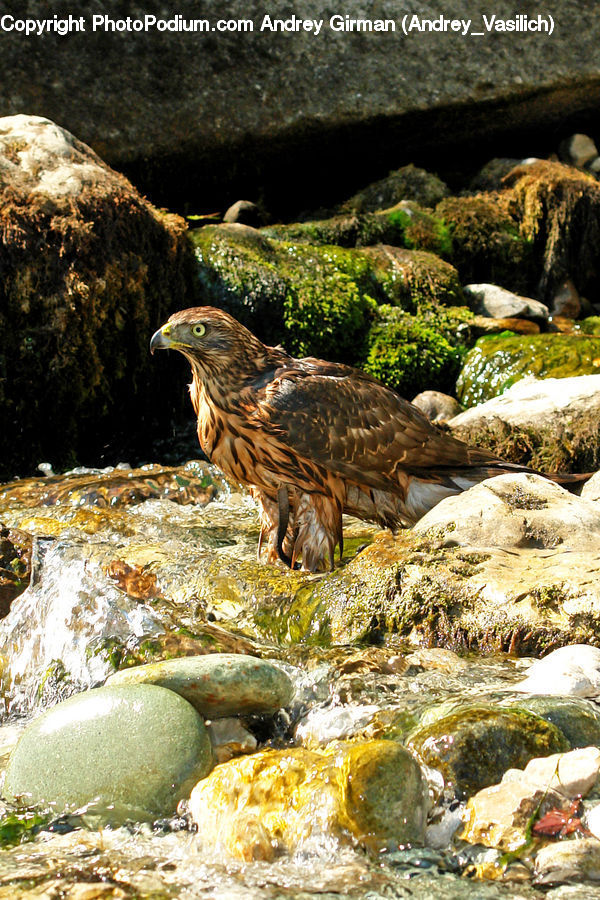 Bird, Buzzard, Harrier, Hawk, Vulture, Seaweed, Moss