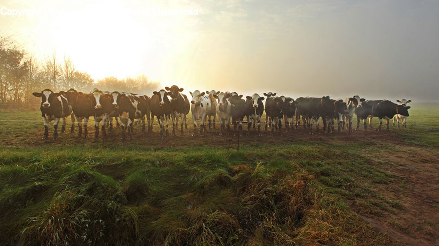 Animal, Herd, Cattle, Cow, Dairy Cow, Mammal, Field