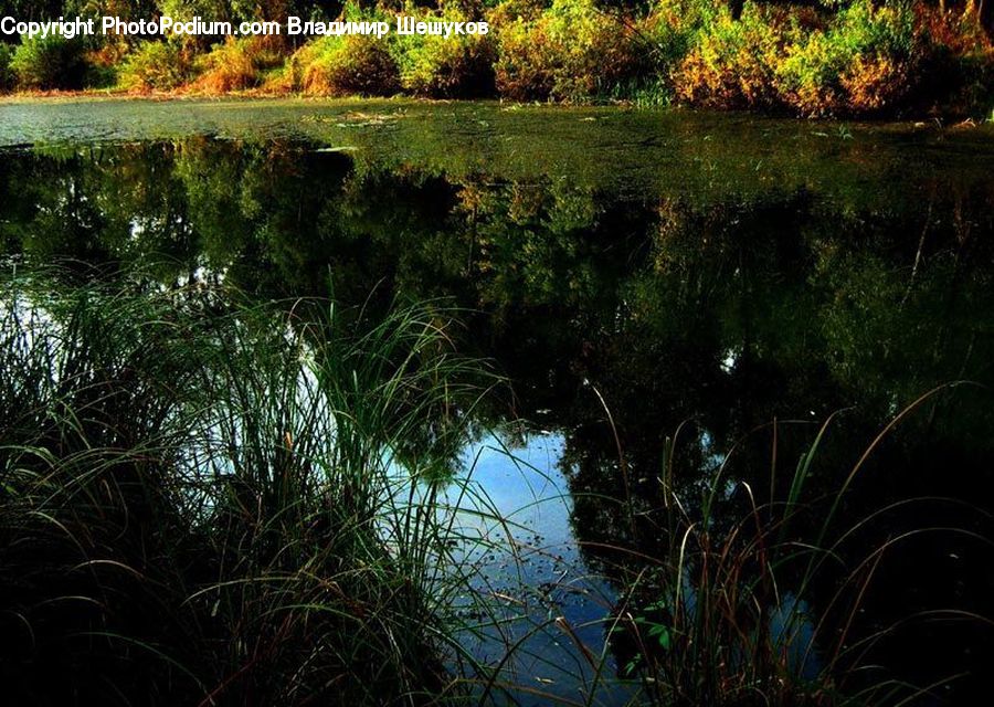 Outdoors, Pond, Water, Plant, Potted Plant, Field, Grass