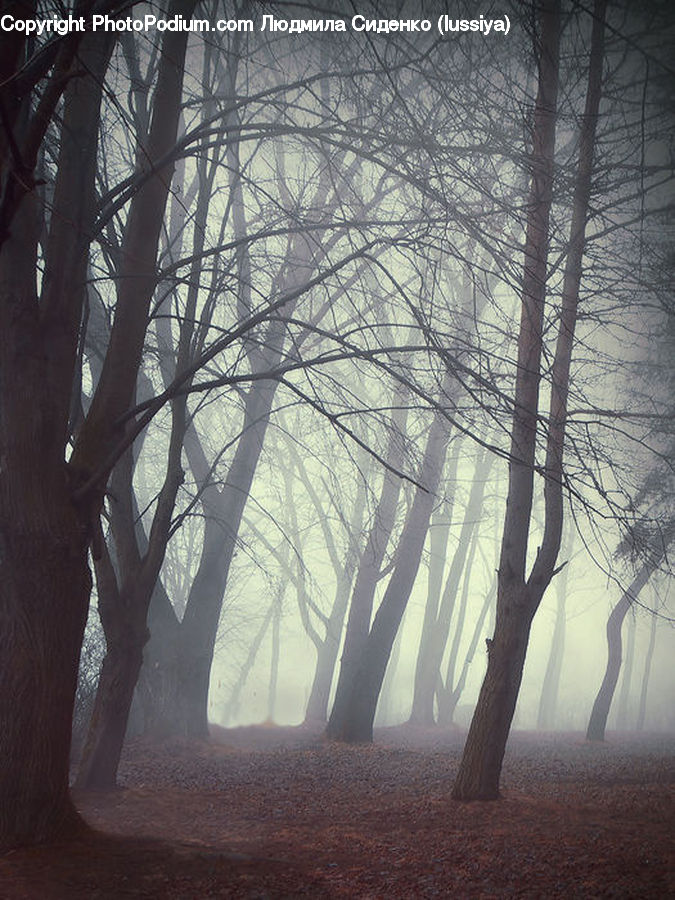 Plant, Tree, Forest, Vegetation, Flare, Light, Sunlight