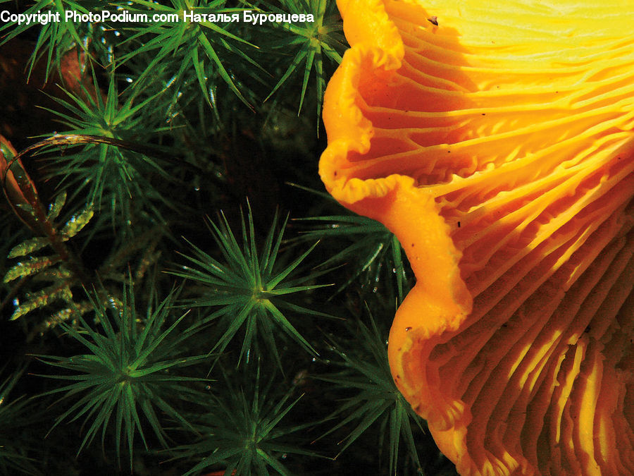 Agaric, Amanita, Fungus, Mushroom, Plant, Blossom, Flora