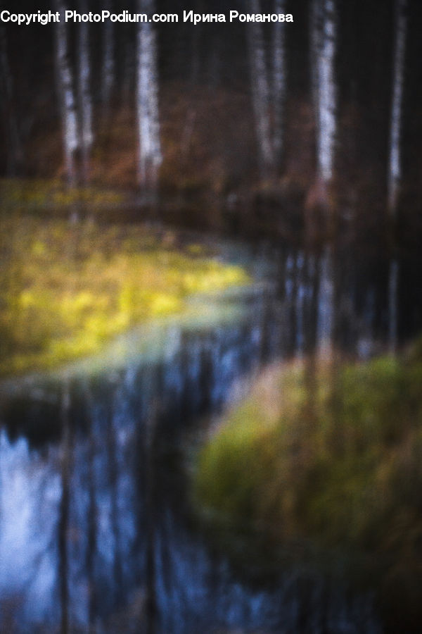 Land, Marsh, Pond, Swamp, Water