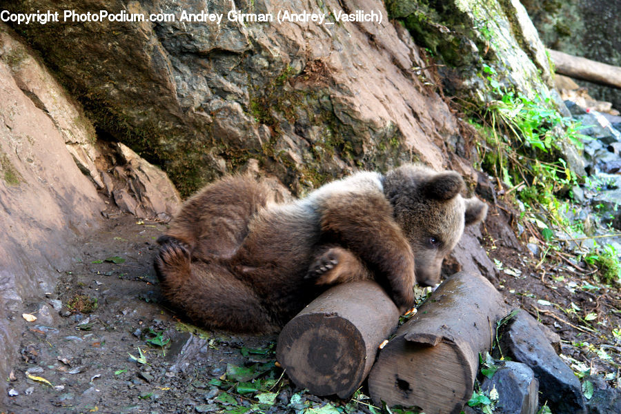Animal, Bear, Brown Bear, Mammal, Forest, Grove, Land