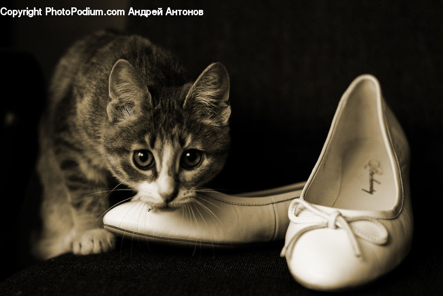 Footwear, Shoe, Abyssinian, Animal, Cat, Mammal, Pet