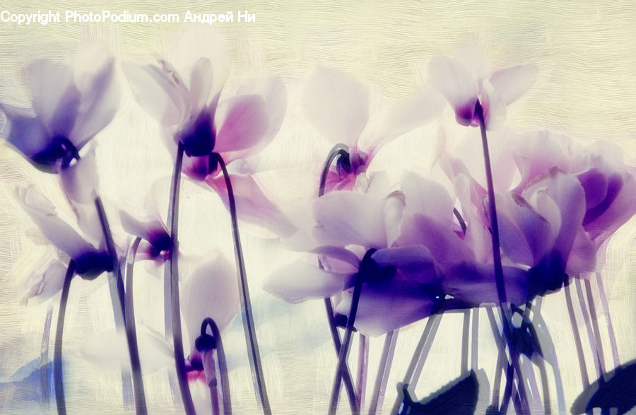 Blossom, Crocus, Flora, Flower, Plant, Geranium, Violet
