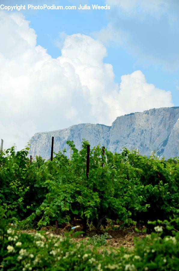 Plant, Vine, Herbs, Parsley, Landscape, Nature, Scenery