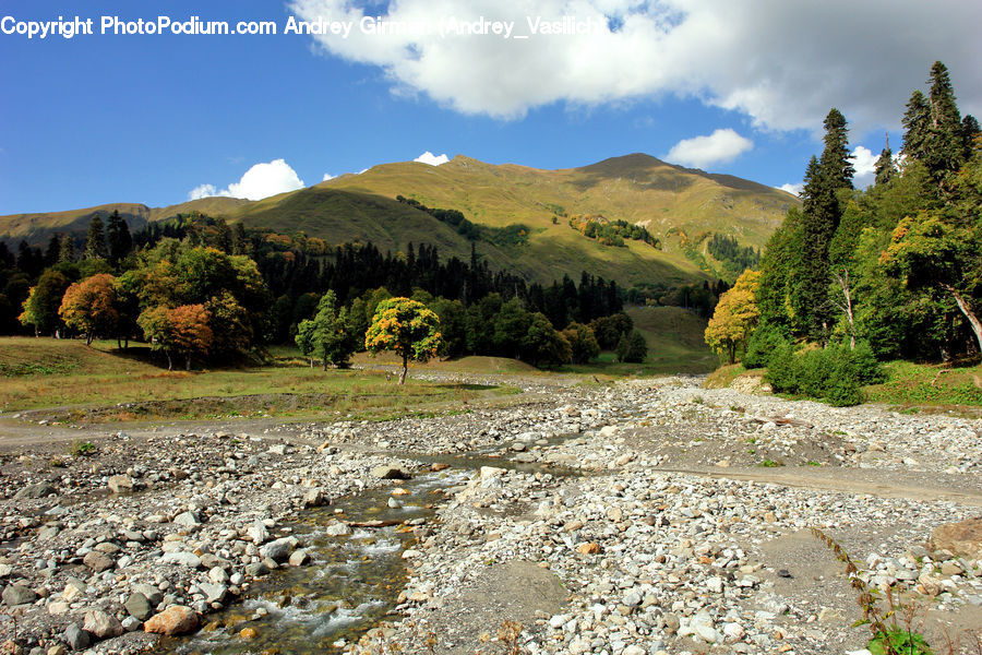 Outdoors, River, Water, Forest, Grove, Land, Dirt Road