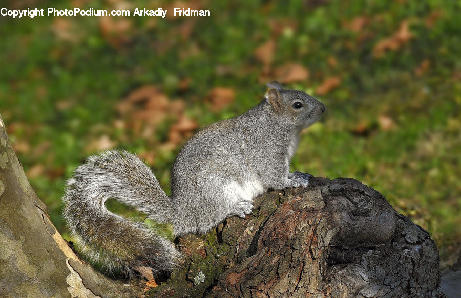 Animal, Mammal, Rodent, Squirrel, Oak, Tree, Wood