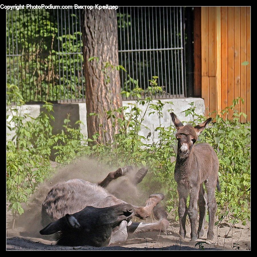 Animal, Elephant, Mammal, Zoo, Buffalo, Bull