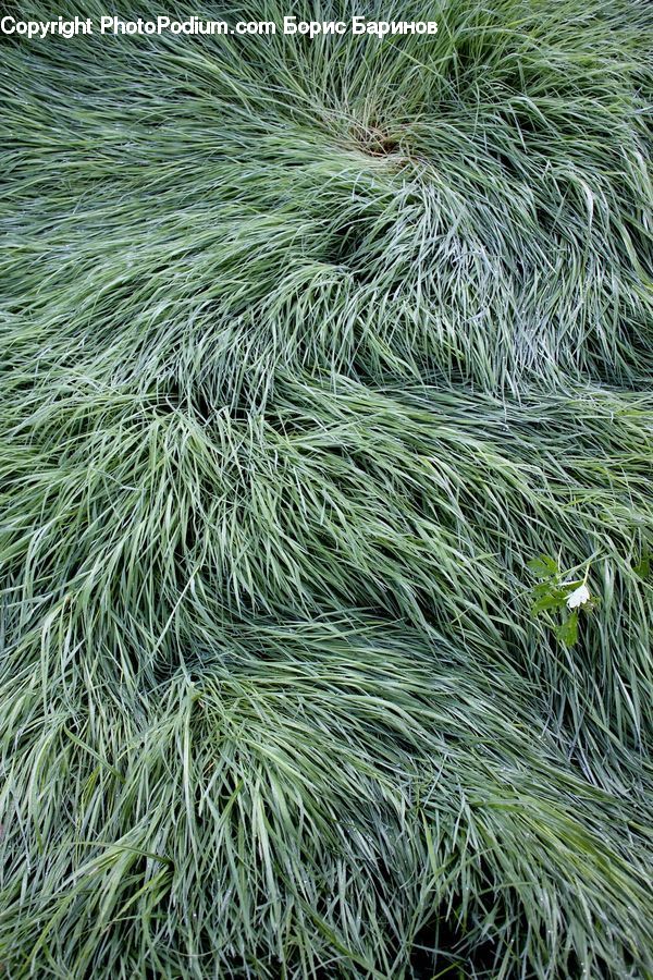 Field, Grass, Grassland, Plant, Conifer, Fir, Tree