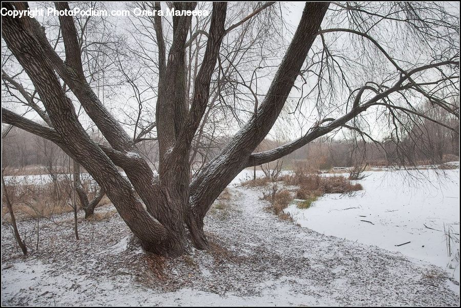 Oak, Tree, Wood, Plant, Forest, Grove, Land