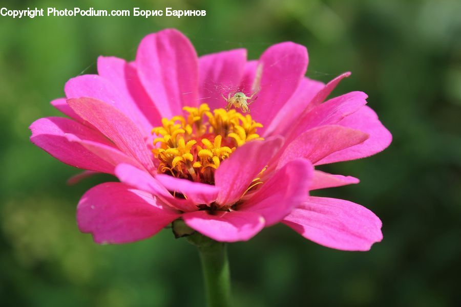 Blossom, Flower, Peony, Plant, Cosmos, Flora, Asteraceae