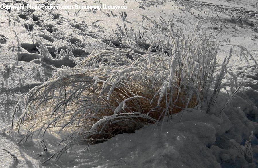 Frost, Ice, Outdoors, Snow, Ground, Soil, Conifer