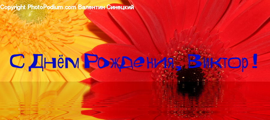 Blossom, Flora, Flower, Plant, Poppy, Flower Arrangement, Flower Bouquet