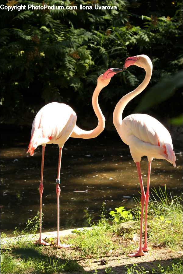 Bird, Flamingo, Flock, Stork, Backyard, Yard, Playground