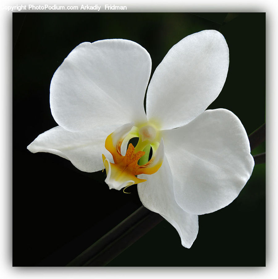 Blossom, Flora, Flower, Orchid, Plant, Daffodil, Petal