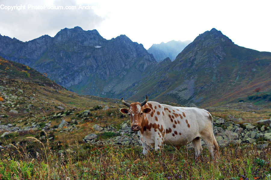 Animal, Bull, Cattle, Longhorn, Mammal, Cow, Dairy Cow