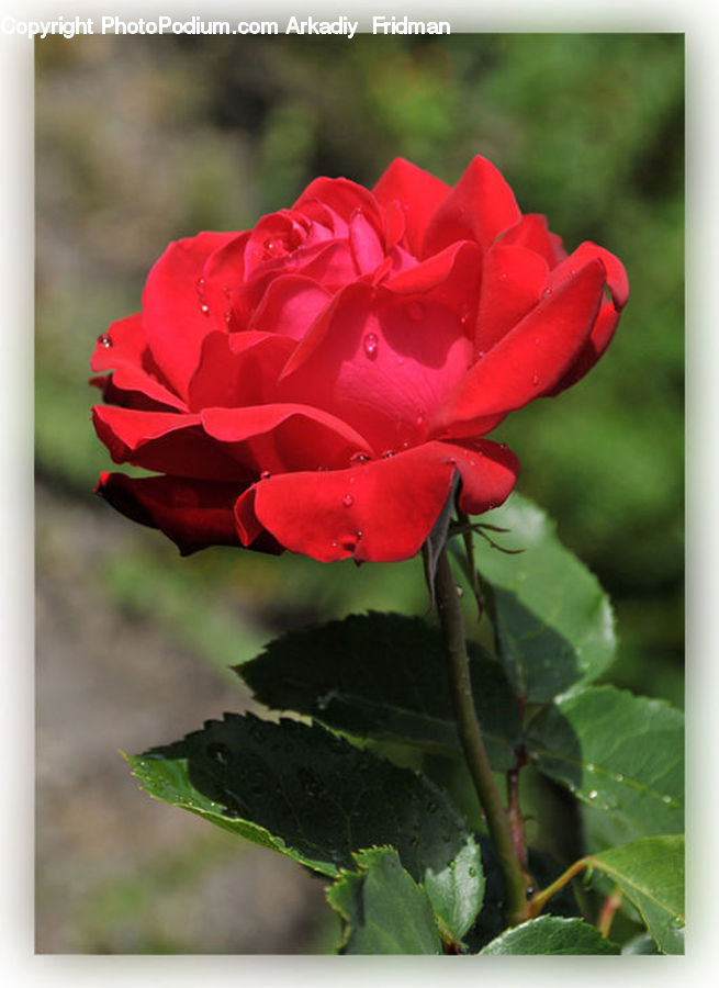 Blossom, Flower, Plant, Rose, Flora, Geranium, Carnation