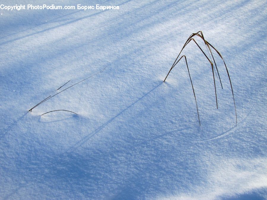 Insect, Invertebrate, Mosquito, Field, Grass, Grassland, Plant