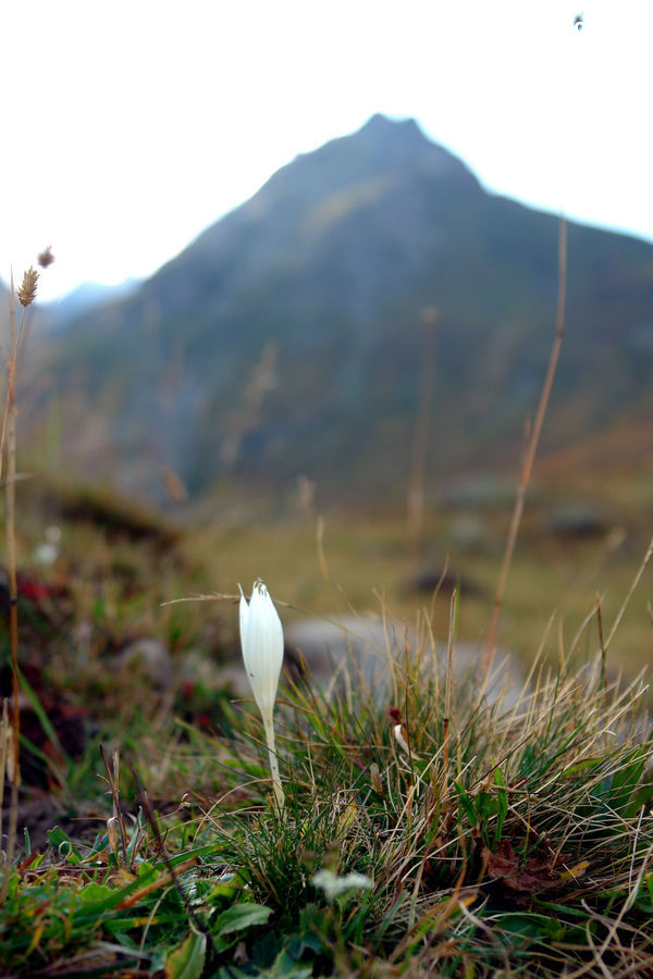 Field, Grass, Grassland, Plant, Bird, Grouse, Ptarmigan