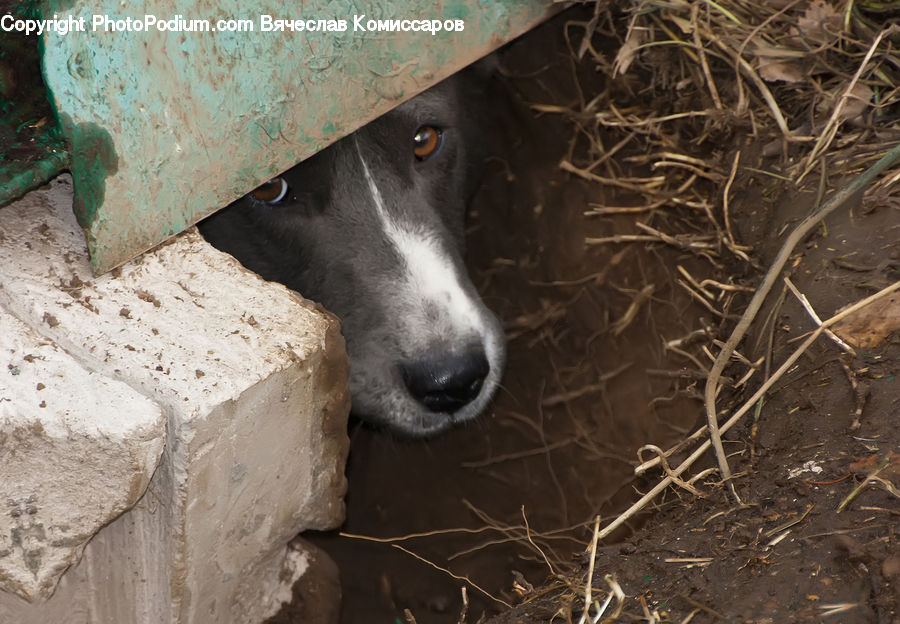 Animal, Canine, Dog, Mammal, Pet, Pointer, Collie