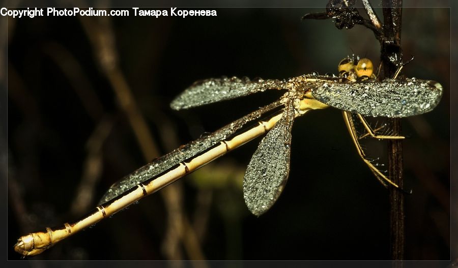 Anisoptera, Dragonfly, Insect, Invertebrate, Lighting, Accessories, Blossom