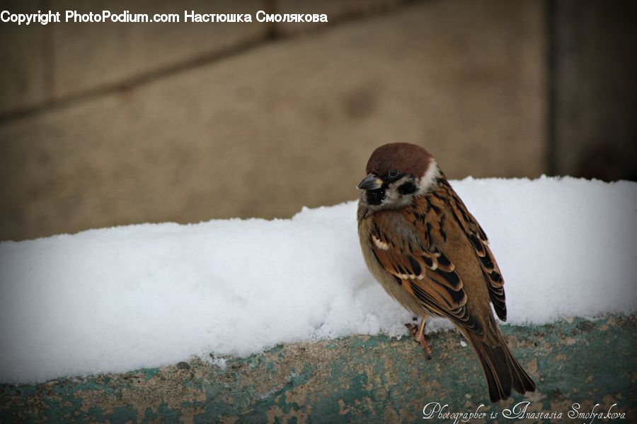 Bird, Sparrow