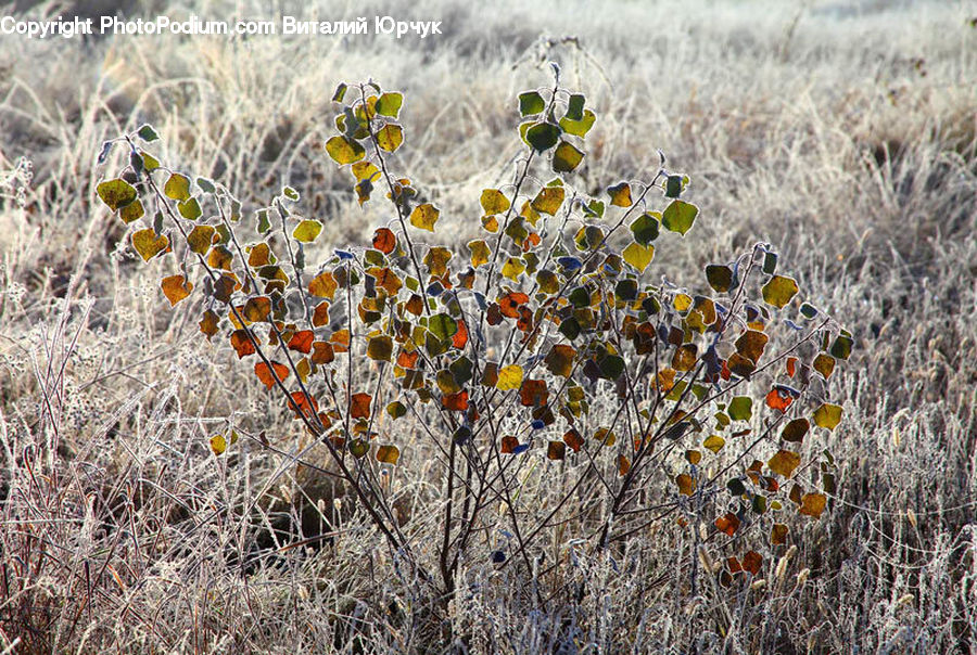 Leaf, Plant, Field, Grass, Grassland, Frost, Ice