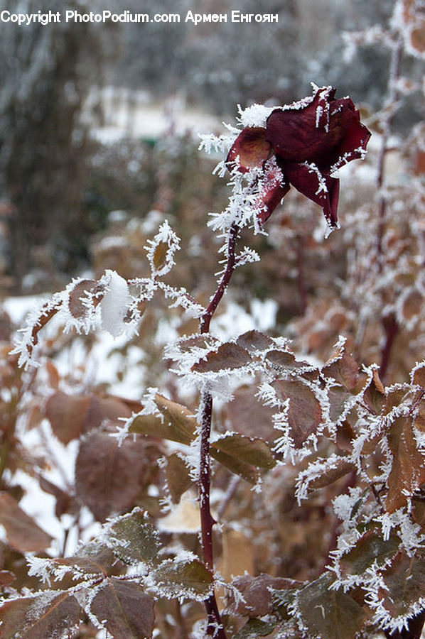 Frost, Ice, Outdoors, Snow, Maple, Maple Leaf, Plant