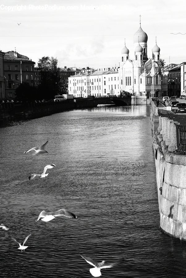 Canal, Outdoors, River, Water, Bird, Seagull, Architecture