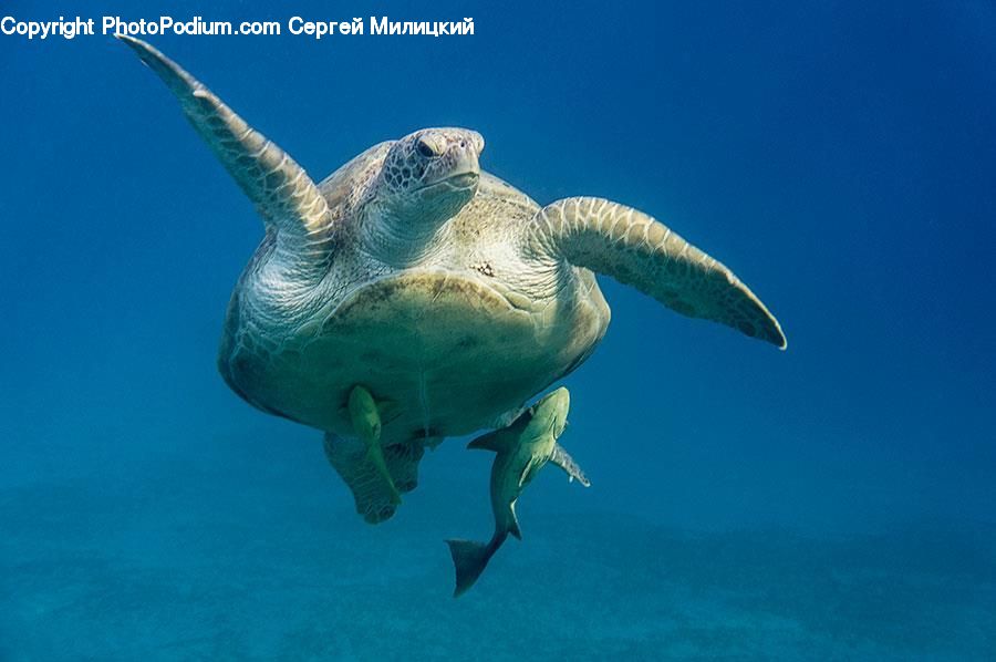 Reptile, Sea Life, Sea Turtle, Tortoise, Turtle, Outdoors, Sea