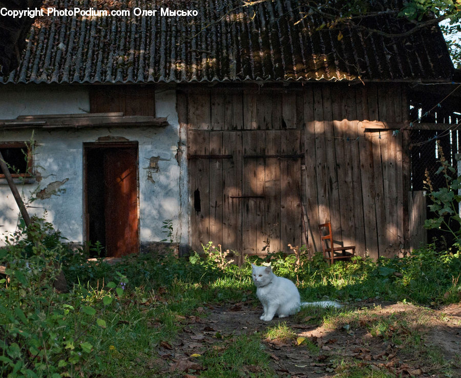 Ivy, Plant, Vine, Building, Cottage, Housing, Cabin