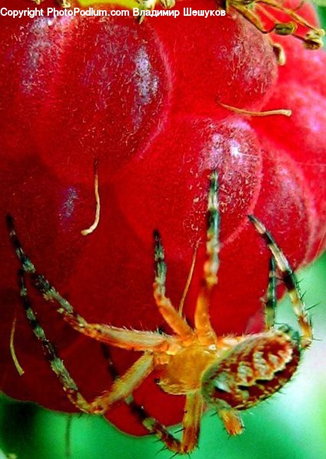 Arachnid, Garden Spider, Insect, Invertebrate, Spider, Flora, Pollen