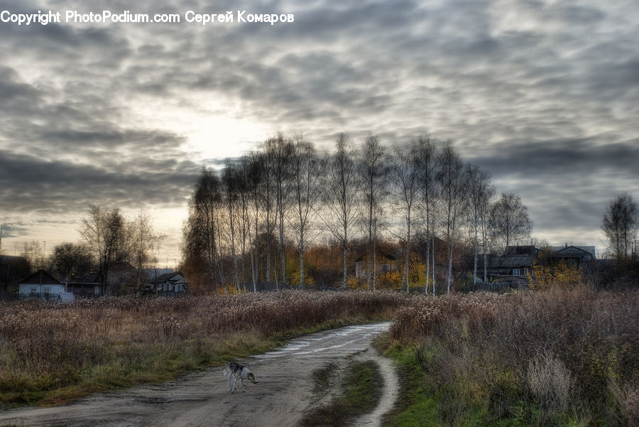 Dirt Road, Gravel, Road, Path, Trail, Birch, Tree