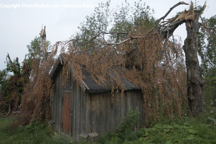 Plant, Potted Plant, Cabin, Hut, Rural, Shack, Shelter